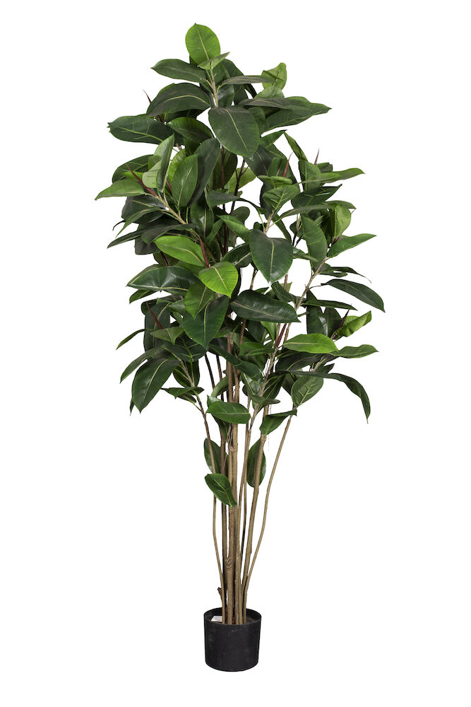 Konstväxt Fikus Robusta 180 cm