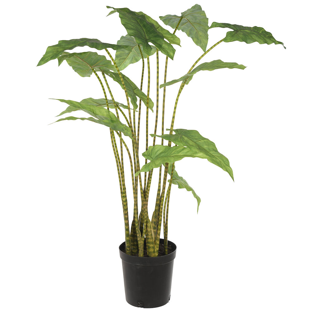 Konstväxt Alocasia Zebrina